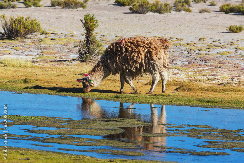 Fototapeta premium Llama