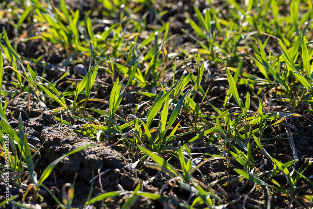 green wheat sprouts in early spring, green winter wheat green wheat sprouts in early spring, green winter wheat
