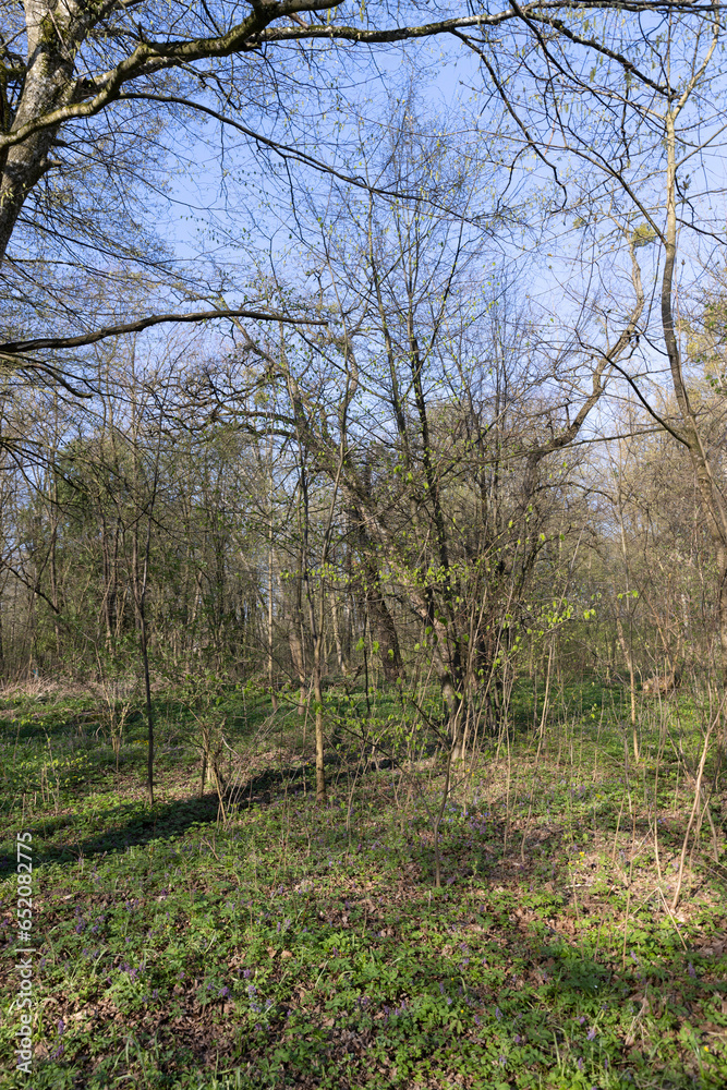 deciduous trees in the forest in the spring season deciduous trees in the forest in the spring season