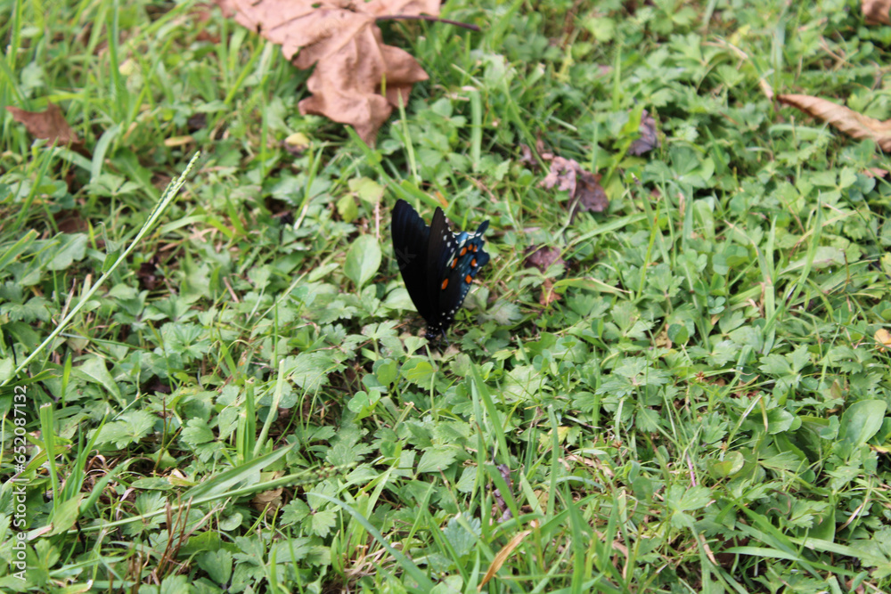 butterfly on the grass butterfly on the grass