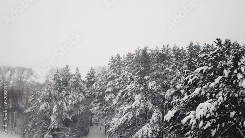 Flying over nature park landscape with snowy conferious trees in snowstorm. Aerial view of winter forest during snowfall countryside village. Winter stormy weather beautiful woodland background 4k 3 photo