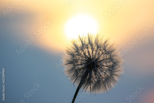 dandelion on the background of the setting sun. Nature and floral botany