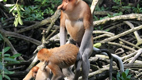 Pair Proboscis Monkeys mating sex photo