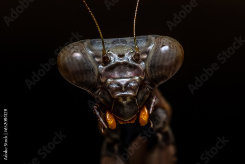 Tableau sur toile Extreme closeup of the head of a Carolina Mantis ((Stagmomantis carolina)