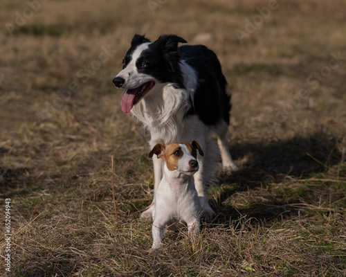 Dog jack russell terrier and border collie walking in the park in autumn. 