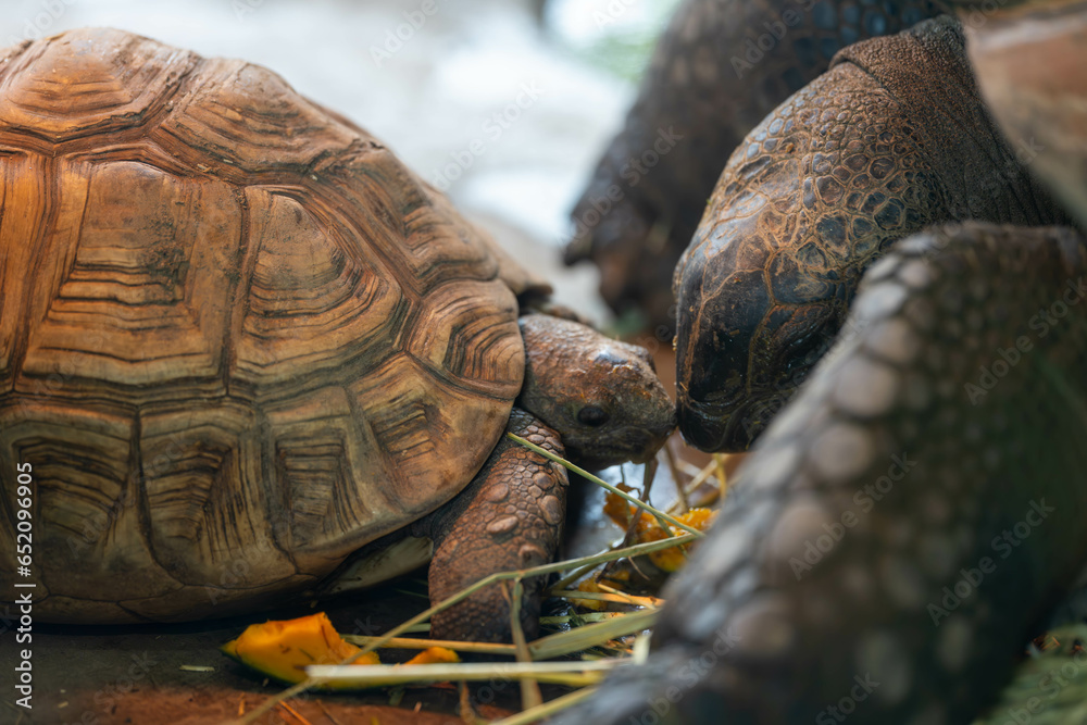 餌を食べているヒガシヘルマンリクガメ 餌を食べているヒガシヘルマンリクガメ