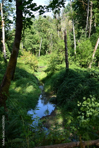 river in the forest