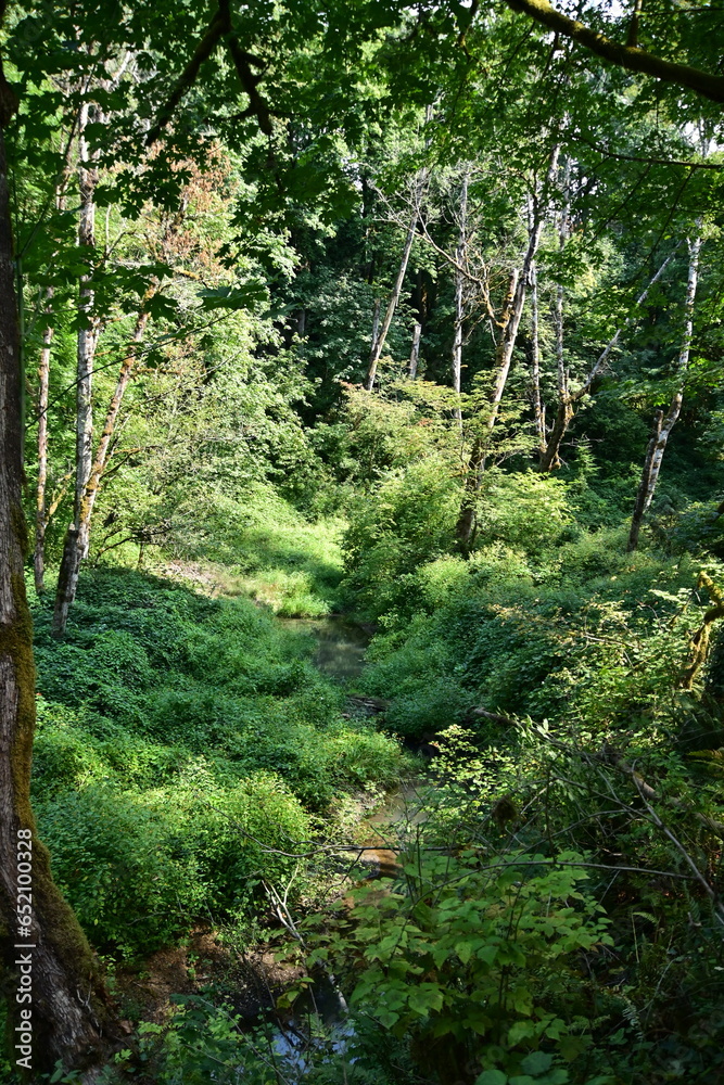 Fototapeta premium forest in the morning