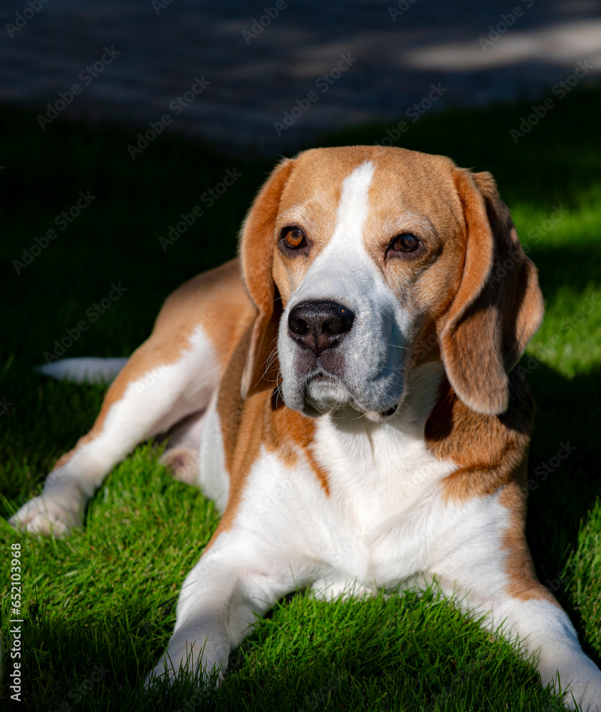 beagle dog on grass