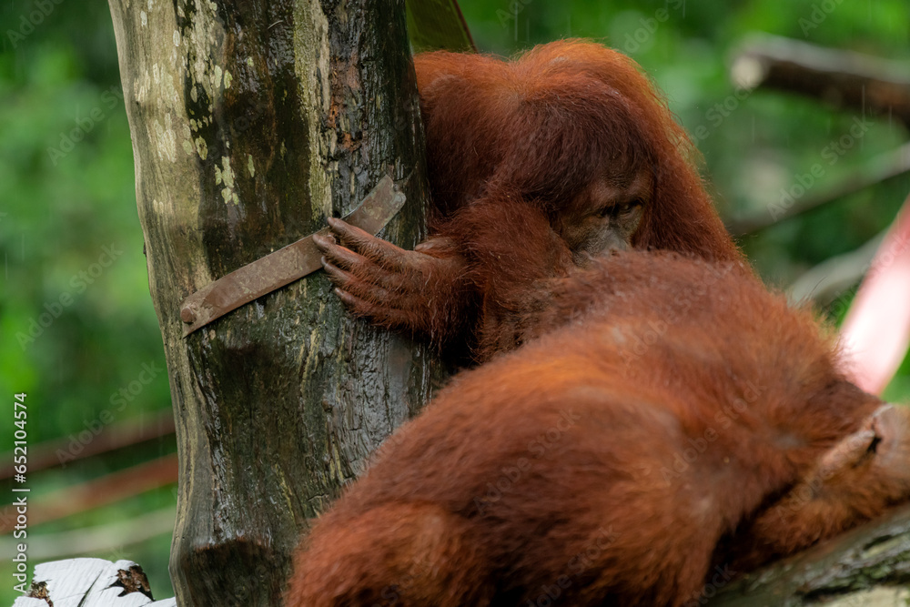 Obraz premium Orangutans, mother and a baby, sitting on platform, looking to the left