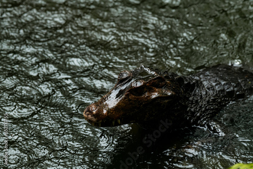 Caiman in the water. The yacare caiman, also known commonly as the jacare caiman photo