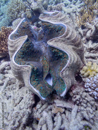 Giant Clam on the Great Barrier Reef, is the largest living bivalve mollusc. Protected in Australia.
