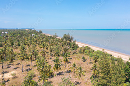 Aerial view of coconut or palm trees with sea beach shore. Nature landscape forest background in agriculture farm concept  Ratchaburi  Thailand. Food crops.