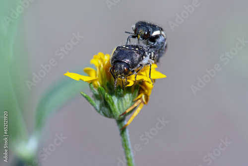 Metallic Wood-boring Beetles (Acmaeodera rubronotata) mating photo