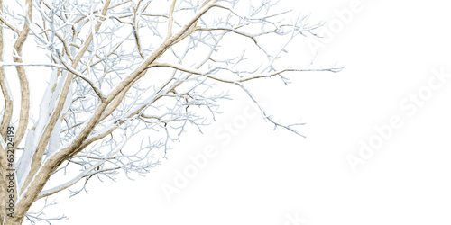 Isolated snow covered branches on white