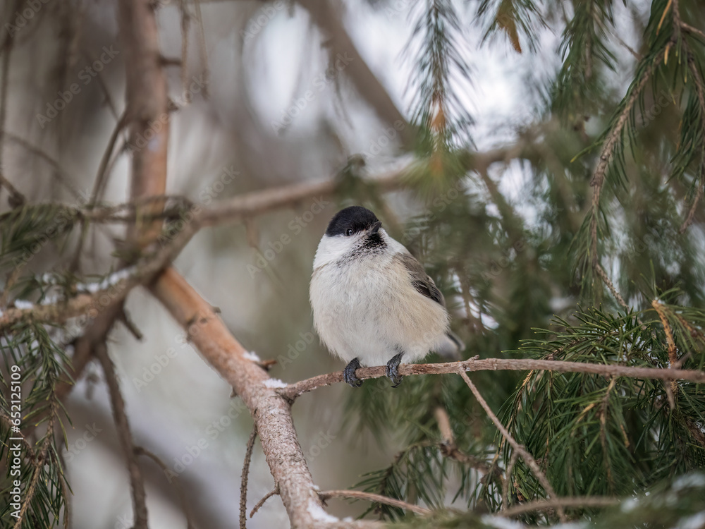 Cute bird the willow tit, song bird sitting on the fir branch with snow in winter Cute bird the willow tit, song bird sitting on the fir branch with snow in winter