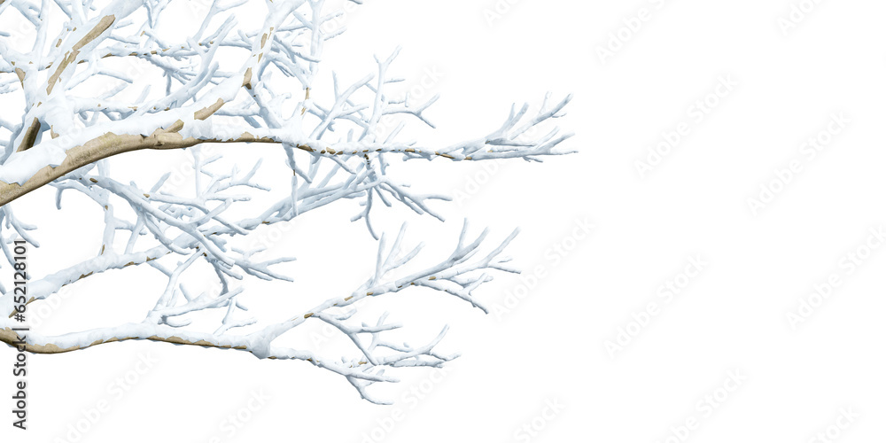 Close up snow covered branches on white background Close up snow covered branches on white background