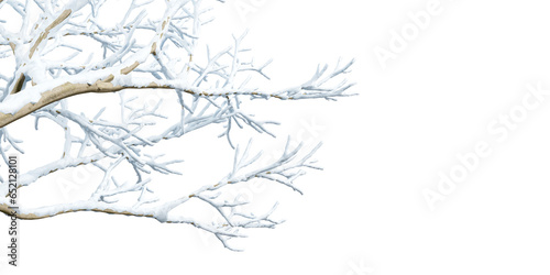 Close up snow covered branches on white background