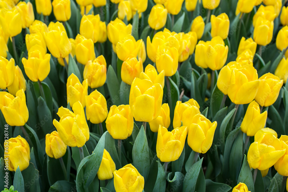 Beautiful flowers of tulip in the garden at Singapore. Beautiful flowers of tulip in the garden at Singapore.