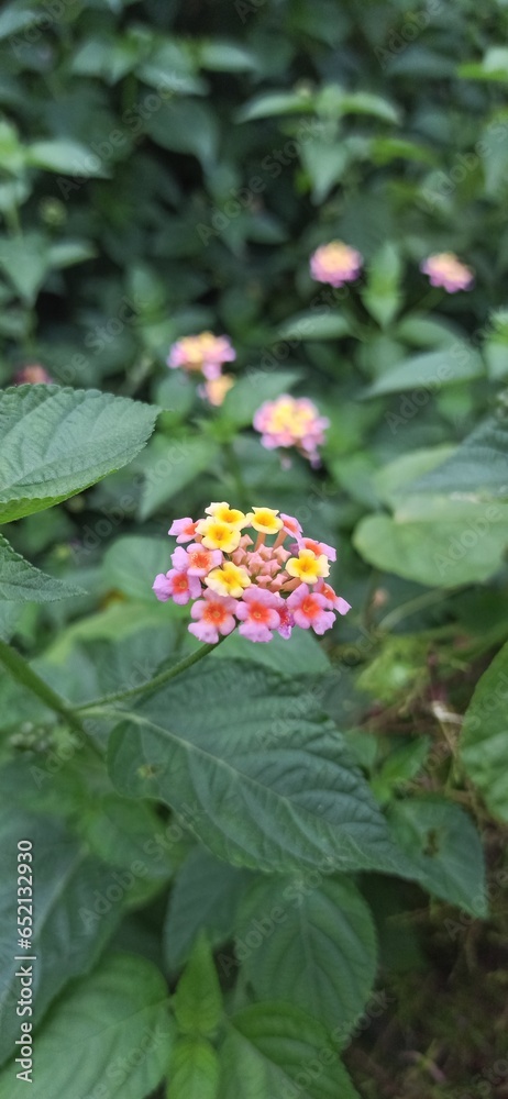 West indian lantana flowers blooming West indian lantana flowers blooming