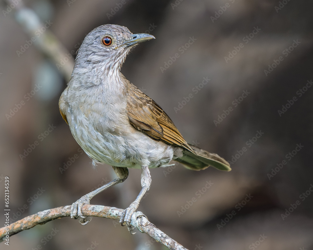 Fototapeta premium Turdus leucomelas