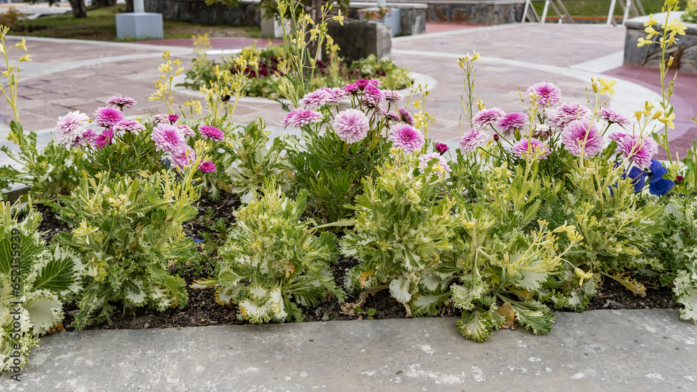 Fototapeta premium Beautiful autumn flowers in a city flower bed. Large inflorescences with white and pink petals among lush green foliage bloom along the sidewalk. Argentina. Ushuaia