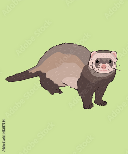 Ferret Front View Ferrets