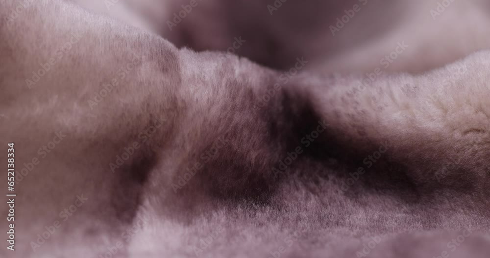 beige and white sheepskin fur, which is used in the production of fur coats and fur products, a close-up of a part of a fur coat made of sheepskin beige and white sheepskin fur, which is used in the production of fur coats and fur products, a close-up of a part of a fur coat made of sheepskin