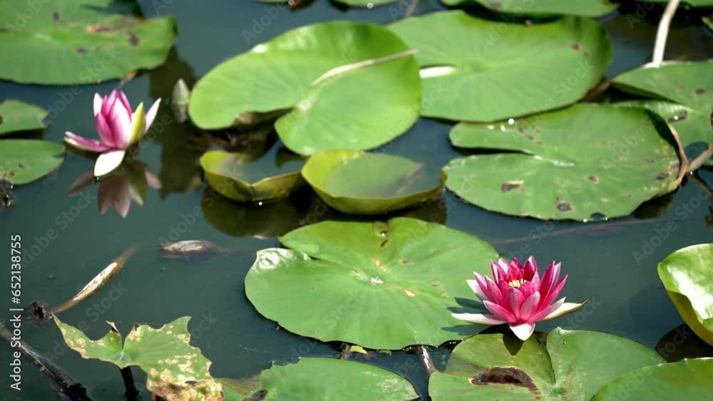 Scenery of lotus garden in Jeju Island, Korea Scenery of lotus garden in Jeju Island, Korea