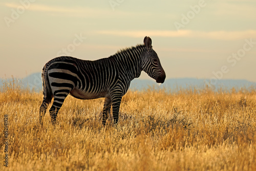 Cape mountain zebra  Equus zebra  in early morning light  Mountain Zebra National Park  South Africa.