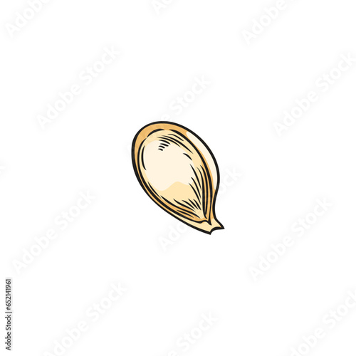 Pumpkin one seed vector hand drawn isolated illustration, line art botanical vegetable food, healthy vegan natural snack