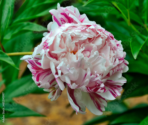 Single variegated white with pink striped peony flower variety Candy Stripe close up