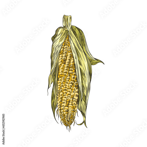 Corn cob with leaves isolated hand drawn vector illustration.