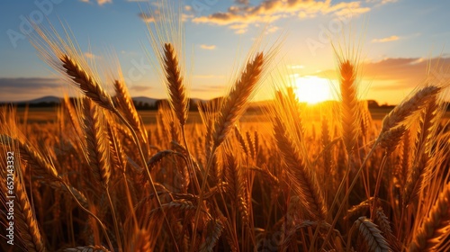 Field of wheat with the sun setting