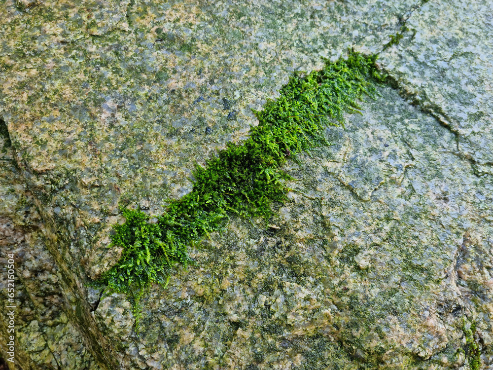 It's moss on a stone.