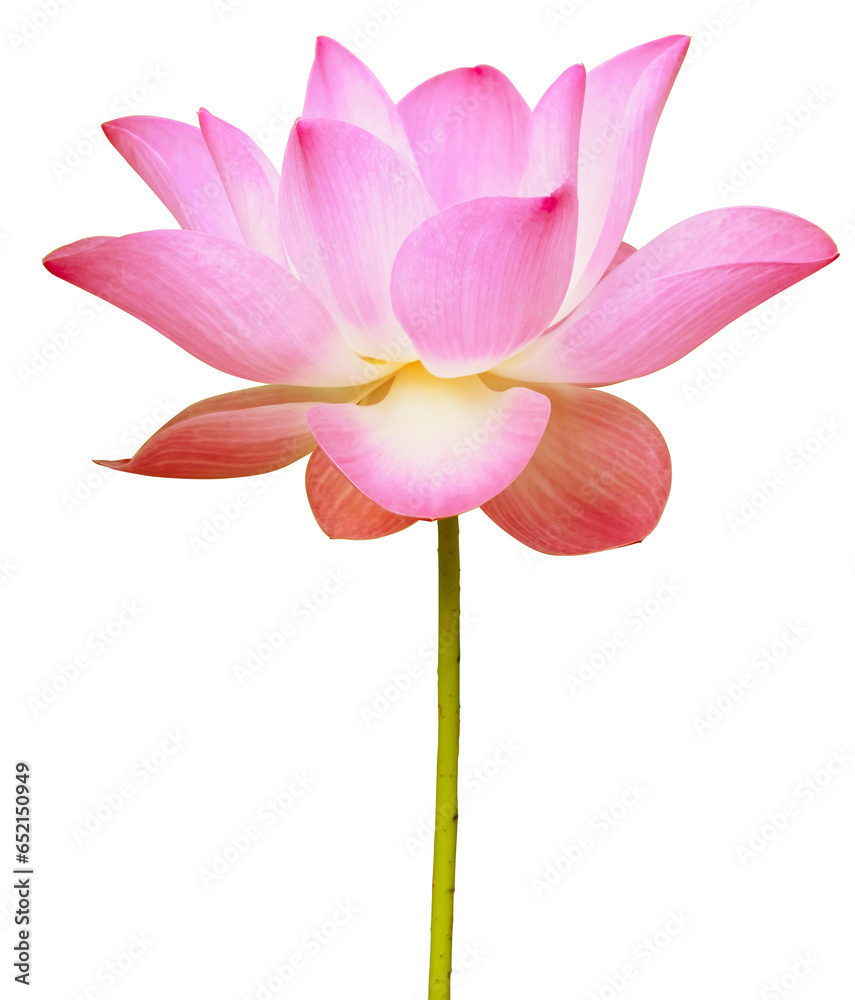 Beautiful pink lotus flower on isolated background. Tropical water plant concept