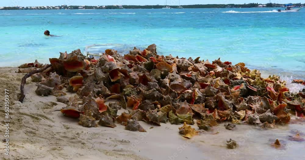 Static video of a pile of Conch shells that have been cleaned for food at Chat 'N' Chill on Exuma in the Bahamas.