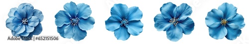 collection of blue various design element flowers isolated on a transparent background .PNG, flowers with clipping path.