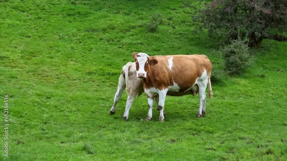Calf feeds from udder as cows stand grazing on rural Welsh meadow farmland hillside Calf feeds from udder as cows stand grazing on rural Welsh meadow farmland hillside