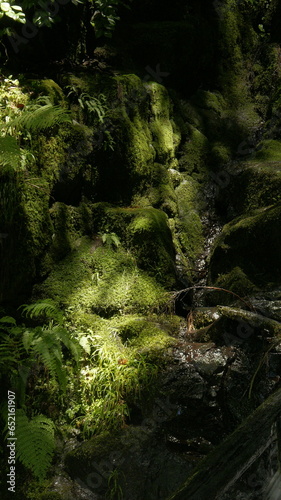 moss and rocks