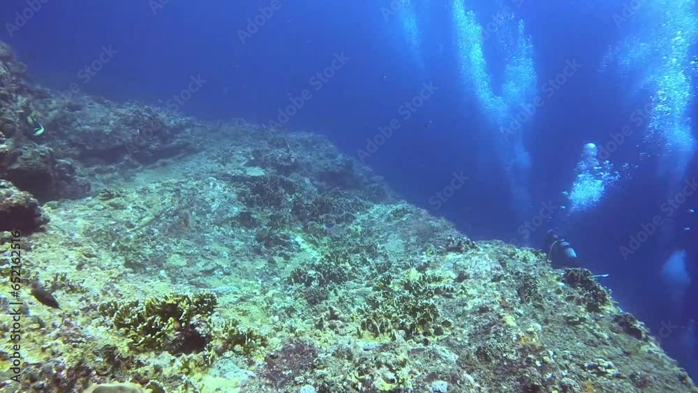 kerama island, okinawa, vacation, japan, landscape, paradise, beach, sand, coast, lagoon, pacific, aka island, underwater photography, macro, beautiful shrimp, shrimp, cute shrimp, cute fish, beautifu