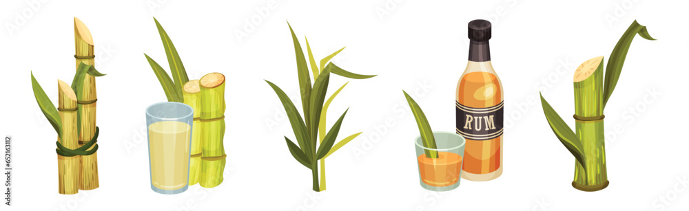 Fototapeta premium Sugar Cane Green Plant Stem with Leaf and Rum Drink Vector Set