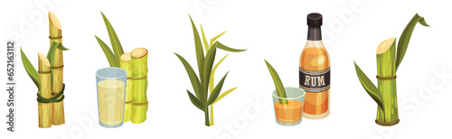 Sugar Cane Green Plant Stem with Leaf and Rum Drink Vector Set