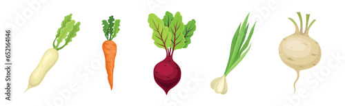 Ripe Vegetable and Local Agricultural Crop Vector Set