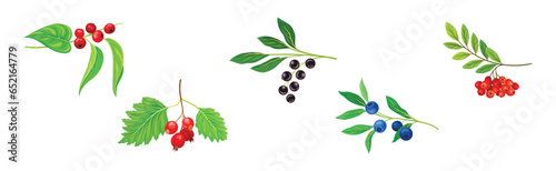 Berry Twig and Branch with Leafy Stem and Hanging Fruit Vector Set