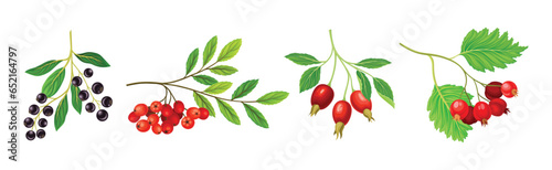 Berry Twig and Branch with Leafy Stem and Hanging Fruit Vector Set