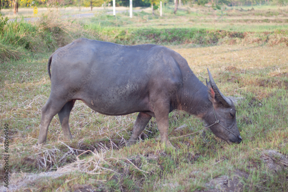 Buffalo eating grass in the field. In the evening. Buffalo of Thailand. Buffalo eating grass in the field. In the evening. Buffalo of Thailand.