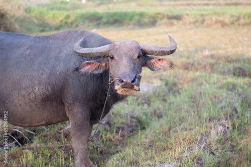 Buffalo eating grass in the field. In the evening. Buffalo of Thailand.