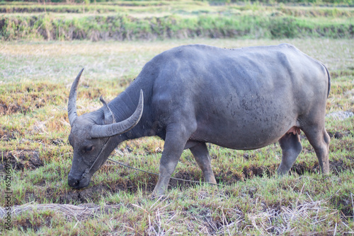 Buffalo eating grass in the field. In the evening. Buffalo of Thailand.