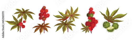 Castor Plant with Green Palmate Leaves and Red Fruit Vector Set